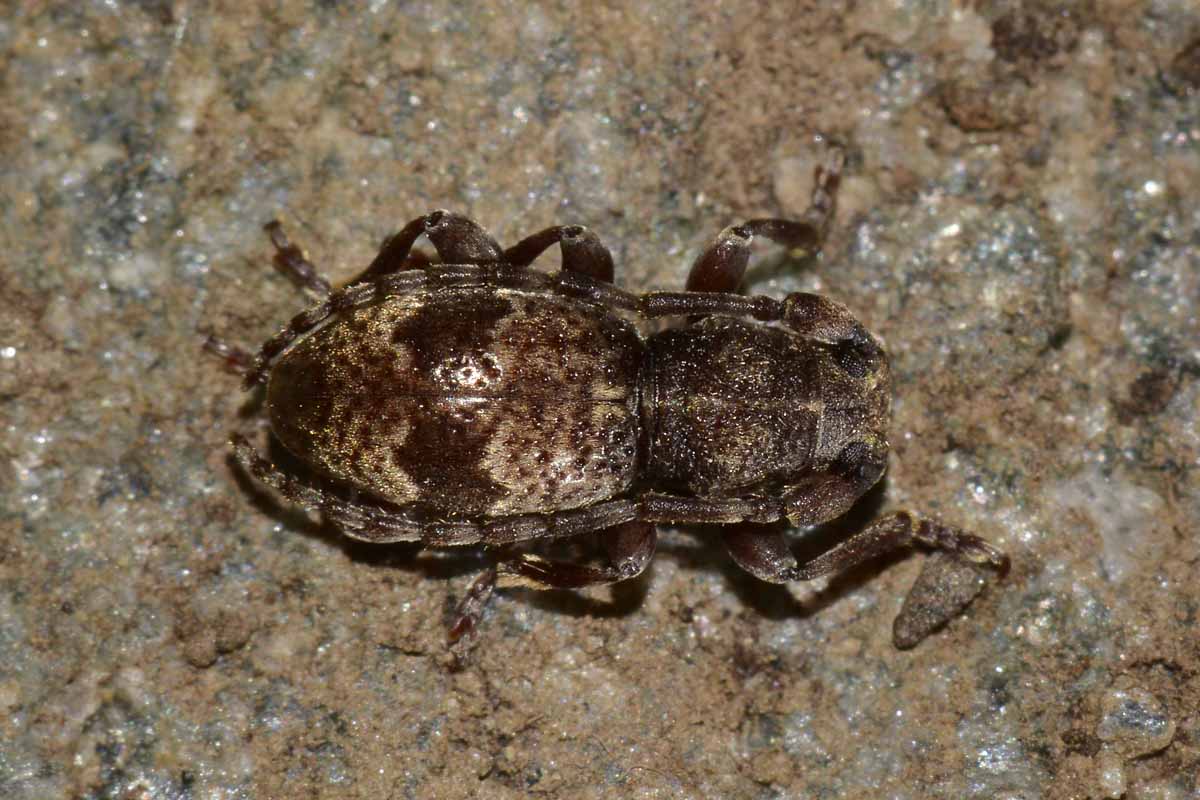 Parmena unifasciata e P. pubescens, Cerambycidae